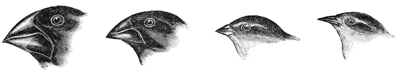 Darwin’s drawings of finches.